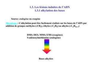 1.3. Les lésions induites de l’ADN
1.3.1 alkylation des bases
Source: endogène ou exogène
Mécanisme : L’alkylation peut être facilement réalisée sur les bases de l’ADN par
addition de groupes méthyles (-CH3), éthyles (-C2H5) ou alkyles (-CnH2n+1)

DMS; DES; MMS; EMS (exogènes)
S-adénosylméthionine (endogène)

Bases alkylées

 