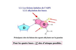 1.3. Les lésions induites de l’ADN
1.3.1 alkylation des bases

Principaux sites de liaison des agents alkylants sur la guanine

Pour les quatre bases : 17 sites d’attaque possibles

 
