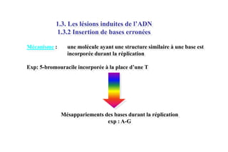 1.3. Les lésions induites de l’ADN
1.3.2 Insertion de bases erronées
Mécanisme :

une molécule ayant une structure similaire à une base est
incorporée durant la réplication

Exp: 5-bromouracile incorporée à la place d’une T

Mésappariements des bases durant la réplication
exp : A-G

 
