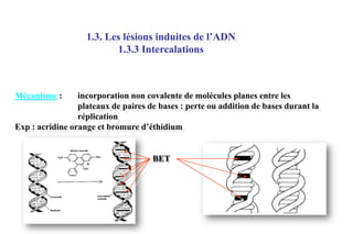 1.3. Les lésions induites de l’ADN
1.3.3 Intercalations

Mécanisme :

incorporation non covalente de molécules planes entre les
plateaux de paires de bases : perte ou addition de bases durant la
réplication
Exp : acridine orange et bromure d’éthidium

BET

 
