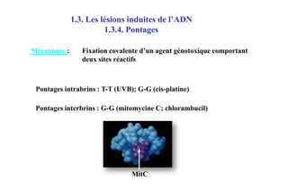 1.3. Les lésions induites de l’ADN
1.3.4. Pontages
Mécanisme :

Fixation covalente d’un agent génotoxique comportant
deux sites réactifs

Pontages intrabrins : T-T (UVB); G-G (cis-platine)
Pontages interbrins : G-G (mitomycine C; chlorambucil)

MitC

 