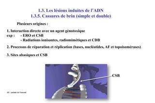 1.3. Les lésions induites de l’ADN
1.3.5. Cassures de brin (simple et double)
Plusieurs origines :
1. Interaction directe avec un agent génotoxique
exp :
- ERO et CSB
- Radiations ionisantes, radiomimétiques et CDB
2. Processus de réparation et réplication (bases, nucléotides, AF et topoisomérases)
3. Sites abasiques et CSB

CSB

AF : anémie de Fanconi

 