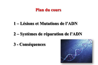 Plan du cours
1 – Lésions et Mutations de l’ADN
2 – Systèmes de réparation de l’ADN
3 - Conséquences

 