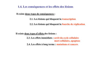 1.4. Les conséquences et les effets des lésions
Il existe deux types de conséquences :
2.1. Les lésions qui bloquent la transcription

2.2. Les lésions qui bloquent la fourche de réplication

Il existe deux types d’effets des lésions :
2.3. Les effets immédiats : arrêt du cycle cellulaire
mort cellulaire, apoptose
2.4. Les effets à long terme : mutations et cancers

 