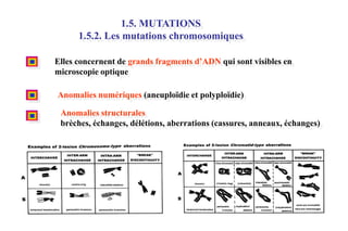 1.5. MUTATIONS
1.5.2. Les mutations chromosomiques
Elles concernent de grands fragments d’ADN qui sont visibles en
microscopie optique
Anomalies numériques (aneuploïdie et polyploïdie)
Anomalies structurales
brèches, échanges, délétions, aberrations (cassures, anneaux, échanges)

 