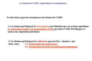 2. Lésions de l’ADN, réparations et conséquences

Il existe deux types de conséquences des lésions de l’ADN:

1. Les lésions qui bloquent la transcription sont éliminées par un système spécifique:
La réparation couplée à la transcription (TCR) qui enlève l’ARN Pol bloquée et
assure une réparation prioritaire

2. Les lésions qui bloquent la réplication peuvent être « shunter » par
deux voies:
2.1. Permutation des polymérases
2.2. Permutation des brins (recombinaison homologue)

 