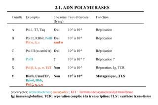 2.1. ADN POLYMERASES
Famille Exemples

3’-exonu Taux d’erreurs
(lyase)

A

Pol I, T7, Taq

Oui

B

Fonction

10-5 à 10-6

Réplication

Pol II, RB69, PolB Oui
Pol α, δ, ε
sauf α

10-5 à 10-6

Réplication

C

Pol III (ss unité α) Oui

10-5 à 10-6

Réplication

D

PolD

10-5 à 10-6 ?

Réplication ?

X

Pol β, λ, μ, ζ, TdT Non

10-4 à 10-5

Réparation, Ig, TCR

Y

DinB, UmuCD’,
Dpo4, Dbh,
Pol ζ, η, ι, κ

10-2 à 10-4

Mutagénique, ,TLS

?

Non

procaryotes; archéobactéries; eucaryotes ; TdT : Terminal déoxynucleotidyl transférase
Ig: immunoglobuline; TCR: réparation couplée à la transcription: TLS : synthèse trans-lésion

 