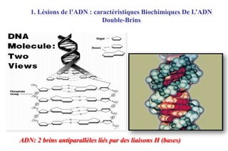 1. Lésions de l’ADN : caractéristiques Biochimiques De L’ADN
Double-Brins

ADN: 2 brins antiparallèles liés par des liaisons H (bases)

 