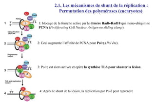 2.1. Les mécanismes de shunt de la réplication :
Permutation des polymérases (eucaryotes)
1: blocage de la fourche active par le dimère Rad6-Rad18 qui mono-ubiquitine
PCNA (Proliferating Cell Nuclear Antigen ou sliding clamp).

2: Ceci augmente l’affinité de PCNA pour Pol η (Pol êta).

3: Pol η est alors activée et opère la synthèse TLS pour shunter la lésion.

4: Après le shunt de la lésion, la réplication par Polδ peut reprendre

 