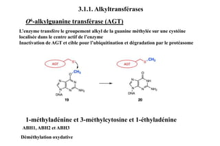 3.1.1. Alkyltransférases
O6-alkylguanine transférase (AGT)
L’enzyme transfère le groupement alkyl de la guanine méthylée sur une cystéine
localisée dans le centre actif de l’enzyme
Inactivation de AGT et cible pour l’ubiquitination et dégradation par le protéasome

1-méthyladénine et 3-méthylcytosine et 1-éthyladénine
ABH1, ABH2 et ABH3
Déméthylation oxydative

 