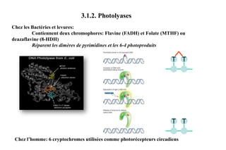 3.1.2. Photolyases
Chez les Bactéries et levures:
Contiennent deux chromophores: Flavine (FADH) et Folate (MTHF) ou
deazaflavine (8-HDH)
Réparent les dimères de pyrimidines et les 6-4 photoproduits

T T

Visible light

T T
Chez l’homme: 6 cryptochromes utilisées comme photorécepteurs circadiens

 