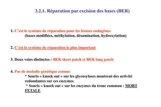 3.2.1. Réparation par excision des bases (BER)

1. C’est le système de réparation pour les lésions endogènes
(bases modifiées, méthylation, désamination, hydroxylation)
2. C’est le système de réparation le plus important
3. Deux voies distinctes : BER short patch et BER long patch
4. Pas de maladie génétique connue
* Souris « knock out » sur les glycosylases montrent des activité
redondantes sur ces enzymes
* Souris « knock out » sur les enzymes du tronc commun : MORT
FETALE

 