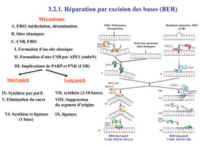 3.2.1. Réparation par excision des bases (BER)
Mécanisme
A. ERO, méthylation, désamination

ERO, Méthylation,
Désamination

Radiations ionisantes, ERO
(CSB)

B. Sites abasiques
C. CSB, ERO

Hydrolyse spontanée
(sites abasiques)

I. Formation d’un site abasique
II. Formation d’une CSB par APE1 (endoN)
III. Implications de PARP et PNK (CSB)

Short patch
IV. Synthèse par pol ß
V. Elimination du sucre
VI. Synthèse et ligature
(1 base)

Long patch
FRC

VII. synthèse (2-10 bases)
VIII. Suppression
du segment d’origine

IX. ligature

BER short patch

BER long patch

VOIE PRINCIPALE

VOIE MINEURE

 