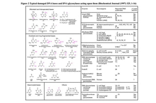 Figure 2 Typical damaged DNA bases and DNA glycosylases acting upon them (Biochemical Journal (1997) 325, 1-16)

 