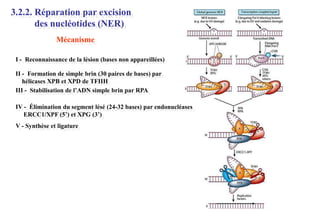 3.2.2. Réparation par excision
des nucléotides (NER)
Mécanisme
I - Reconnaissance de la lésion (bases non appareillées)
II - Formation de simple brin (30 paires de bases) par
hélicases XPB et XPD de TFIIH
III - Stabilisation de l’ADN simple brin par RPA
IV - Élimination du segment lésé (24-32 bases) par endonucléases
ERCC1/XPF (5’) et XPG (3’)
V - Synthèse et ligature

 