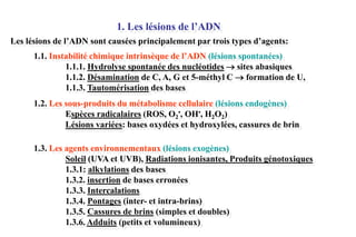 1. Les lésions de l’ADN
Les lésions de l’ADN sont causées principalement par trois types d’agents:
1.1. Instabilité chimique intrinsèque de l’ADN (lésions spontanées)
1.1.1. Hydrolyse spontanée des nucléotides  sites abasiques
1.1.2. Désamination de C, A, G et 5-méthyl C  formation de U,
1.1.3. Tautomérisation des bases
1.2. Les sous-produits du métabolisme cellulaire (lésions endogènes)
Espèces radicalaires (ROS, O2•, OH•, H2O2)
Lésions variées: bases oxydées et hydroxylées, cassures de brin
1.3. Les agents environnementaux (lésions exogènes)
Soleil (UVA et UVB), Radiations ionisantes, Produits génotoxiques
1.3.1: alkylations des bases
1.3.2. insertion de bases erronées
1.3.3. Intercalations
1.3.4. Pontages (inter- et intra-brins)
1.3.5. Cassures de brins (simples et doubles)
1.3.6. Adduits (petits et volumineux)

 