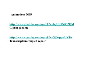 Animations NER
http://www.youtube.com/watch?v=bgUH9NfO2QM
Global genome
http://www.youtube.com/watch?v=XjNqqsvUXTw
Transcription coupled repair

 