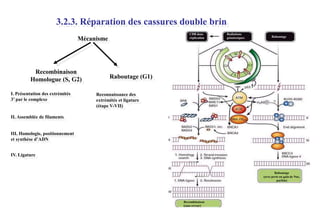 3.2.3. Réparation des cassures double brin
CDB dans
réplication

Mécanisme

Recombinaison
Homologue (S, G2)
I. Présentation des extrémités
3’ par le complexe

Radiations
génotoxiques

Raboutage

Raboutage (G1)
Reconnaissance des
extrémités et ligature
(étape V-VII)

II. Assemblée de filaments

III. Homologie, positionnement
et synthèse d’ADN
IV. Ligature

Raboutage
(avec perte ou gain de Nuc,
parfois)

Recombinaison
(sans erreur)

 