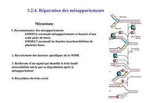 3.2.4. Réparation des mésappariements
Mécanisme
1. Reconnaissance des mésappariements
hMSH2/6 reconnaît mésappariements et boucles d’une
seule paire de bases
hMSH2/3 reconnaît les boucles insertion/délétion de
plusieurs bases
2. Recrutement des facteurs spécifiques de la MMR
3. Recherche d’un signal qui identifie le brin fautif
néosynthétisé suivie par sa dégradation après le
mésappariement
4. Resynthèse du brin excisé

 