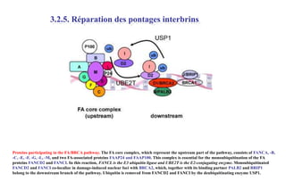 3.2.5. Réparation des pontages interbrins

Proteins participating in the FA/BRCA pathway. The FA core complex, which represent the upstream part of the pathway, consists of FANCA, -B,
-C, -E, -F, -G, -L, -M, and two FA-associated proteins FAAP24 and FAAP100. This complex is essential for the monoubiquitination of the FA
proteins FANCD2 and FANCI. In this reaction, FANCL is the E3 ubiquitin ligase and UBE2T is the E2-conjugating enzyme. Monoubiquitinated
FANCD2 and FANCI co-localize in damage-induced nuclear foci with BRCA2, which, together with its binding partner PALB2 and BRIP1
belong to the downstream branch of the pathway. Ubiquitin is removed from FANCD2 and FANCI by the deubiquitinating enzyme USP1.

 