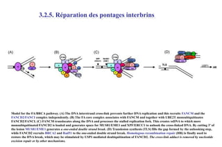 3.2.5. Réparation des pontages interbrins

Model for the FA/BRCA pathway. (A) The DNA interstrand cross-link prevents further DNA replication and this recruits FANCM and the
FANCD2/FANCI complex independently. (B) The FA core complex associates with FANCM and together with UBE2T monoubiquitinates
FANCD2/FANCI. (C) FANCM translocates along the DNA and processes the stalled replication fork. This creates ssDNA to which more
monoubiquitinated FANCD2 is loaded and generates space for MUS81/EME1 and XPF/ERCC1 to unhook the cross-linked DNA. By cutting 3′ of
the lesion MUS81/EME1 generates a one-ended double strand break. (D) Translesion synthesis (TLS) fills the gap formed by the unhooking step,
while FANCD2 recruits BRCA2 and Rad51 to the one-ended double strand break. Homologous recombination repair (HR) is finally used to
restore the DNA break, which may be stimulated by USP1 mediated deubiquitination of FANCD2. The cross-link adduct is removed by nucleotide
excision repair or by other mechanisms.

 