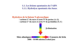 1.1. Les lésions spontanées de l’ADN
1.1.1. Hydrolyse spontanée des bases

Hydrolyse de la liaison N-glycosylique
- carbone C1 du sucre et azote N9 de purine (A, G)
- carbone C1 du sucre et azote N1 de pyrimidine (T, C)

-élimination

Sites abasiques

Cassures de brin

2000 – 10 000 adénines/cellule/jour

 