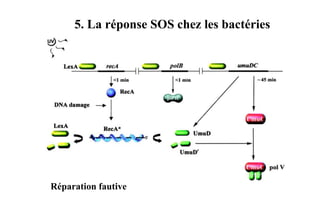 5. La réponse SOS chez les bactéries

Réparation fautive

 