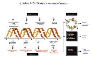 5. Lésions de l’ADN, réparations et conséquences

Agent génotoxique

Radiations ionisantes
ROS
Agents alkylants
Lésions spontanées

UV
HAP

Radiations ionisantes
Anticancéreux
(cis-Pt, MitC)

Conséquences

Erreurs de
réplication

Arrêt du
cycle cellulaire
(temporaire)

Inhibition de:
* transcription
* réplication
* ségrégation
des chromosomes
Uracile
Site abasique
Bases altérées
CSB

Excision des bases
(BER)

(6-4) PP
Adduits
Dimères

Pontage
CDB

Excision des nucléotides
(NER)
Réparation

Recombinaison homologue
Raboutage, FA/BRCA

Apoptose
(suicide)

Mésappariements
(A-G; T-C)
Insertion
Délétion

Réparation
des
Mésappariements

Mutations
Aberrations
chromosomiques

Cancer
Vieillissement
Maladies
génétiques

 