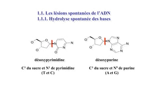 1.1. Les lésions spontanées de l’ADN
1.1.1. Hydrolyse spontanée des bases

O

N
O

désoxypyrimidine
C1 du sucre et N1 de pyrimidine
(T et C)

N
N

N

N
O

O

O

O

O

N

N
N

désoxypurine
C1 du sucre et N9 de purine
(A et G)

 