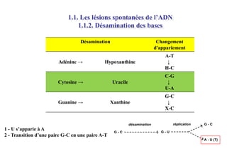 1.1. Les lésions spontanées de l’ADN
1.1.2. Désamination des bases
Désamination

Adénine →

Changement
d'appariement

Hypoxanthine

A-T
↓
H-C

Uracile

C-G
↓
U-A

Xanthine

G-C
↓
X-C

Cytosine →

Guanine →

1 - U s’apparie à A
2 - Transition d’une paire G-C en une paire A-T

 