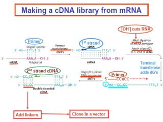 Dna Library Algorithm Dna libraries | PPT