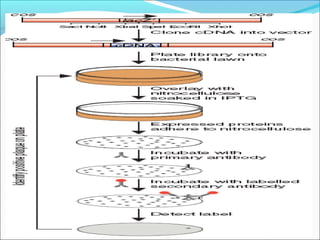 Dna libraries | PPT