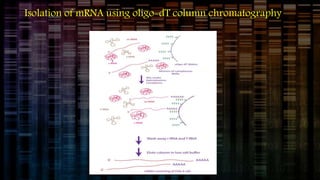 Isolation of mRNA using oligo-dT column chromatography
 