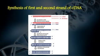 Synthesis of first and second strand of cDNA
 