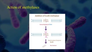 Action of methylases
 