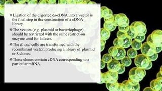 Ligation of the digested ds-cDNA into a vector is
the final step in the construction of a cDNA
library.
The vectors (e.g. plasmid or bacteriophage)
should be restricted with the same restriction
enzyme used for linkers.
The E. coli cells are transformed with the
recombinant vector, producing a library of plasmid
or λ clones.
These clones contain cDNA corresponding to a
particular mRNA.
 