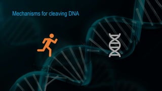 Mechanisms for cleaving DNA
Physical method Enzymatic method
 