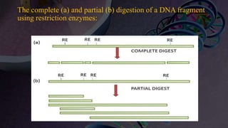 The complete (a) and partial (b) digestion of a DNA fragment
using restriction enzymes:
 