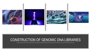 CONSTRUCTION OF GENOMIC DNA LIBRARIES
 