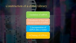 Construction of a cDNA Library
1.Isolation of mRNA
2.Synthesis of first and
second strand of cDNA
3.Incorporation of
cDNA into a vector
4.Cloning of cDNAs
 