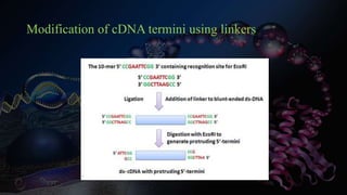 Modification of cDNA termini using linkers
 