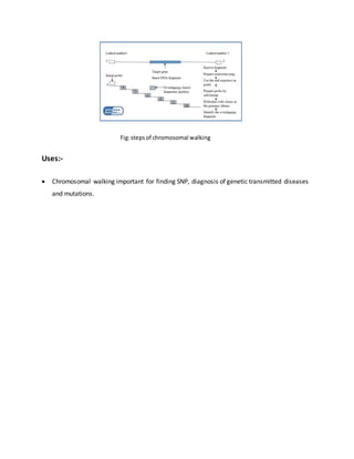Fig:stepsof chromosomal walking
Uses:-
 Chromosomal walking important for finding SNP, diagnosis of genetic transmitted diseases
and mutations.
 