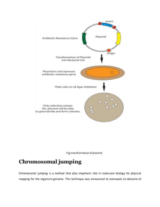 Fig;transformationof plasmid
Chromosomal jumping
Chromosomal jumping is a method that play important role in molecular biology for physical
mapping for the organism genome. This technique was announced to overawed an obstacle of
 