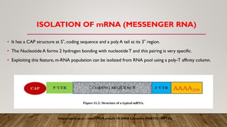 ISOLATION OF mRNA (MESSENGER RNA)
• It has a CAP structure at 5‟, coding sequence and a poly A tail at its 3‟ region.
• The Nucleotide A forms 2 hydrogen bonding with nucleotideT and this pairing is very specific.
• Exploiting this feature, m-RNA population can be isolated from RNA pool using a poly-T affinity column.
https://nptel.ac.in › mod3PDFLecture 10: DNA Libraries (PART
-I) - NPTEL
 
