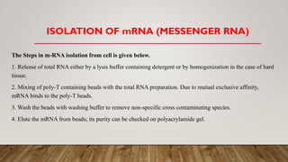 The Steps in m-RNA isolation from cell is given below.
1. Release of total RNA either by a lysis buffer containing detergent or by homogenization in the case of hard
tissue.
2. Mixing of poly-T containing beads with the total RNA preparation. Due to mutual exclusive affinity,
mRNA binds to the poly-T beads.
3. Wash the beads with washing buffer to remove non-specific cross contaminating species.
4. Elute the mRNA from beads; its purity can be checked on polyacrylamide gel.
ISOLATION OF mRNA (MESSENGER RNA)
 