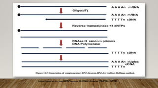 https://nptel.ac.in › mod3PDFLecture 10: DNA Libraries (PART
-I) - NPTEL
 