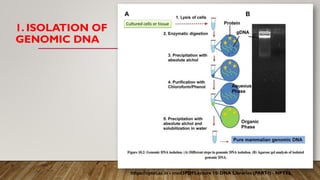 1. ISOLATION OF
GENOMIC DNA
https://nptel.ac.in › mod3PDFLecture 10: DNA Libraries (PART
-I) - NPTEL
 