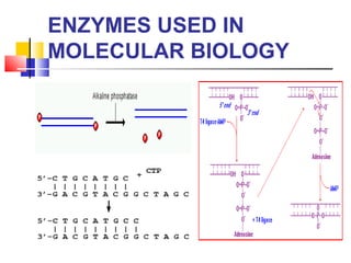 ENZYMES USED IN
MOLECULAR BIOLOGY
 