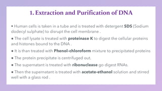 1. Extraction and Purification of DNA
 
