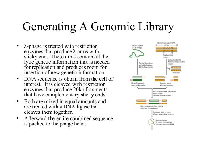 dna library lecture gene libraries and screening genomic library